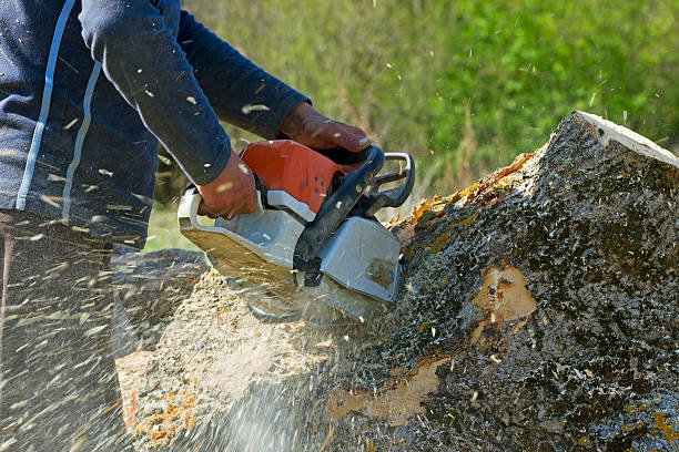 Best Stump Grinding and Removal  in USA